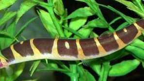 Akantoftalmus: obsah, reprodukce, kompatibilita, krmení